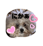 ナラファミリー11（個別スタンプ：3）