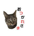 きじとらにゃんこ。2（個別スタンプ：7）