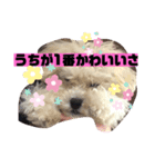 ナラファミリー12（個別スタンプ：7）