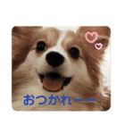 パピヨンのみろたん♂（個別スタンプ：1）