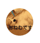 パピヨンのみろたん♂（個別スタンプ：2）