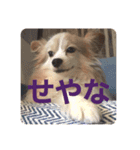 パピヨンのみろたん♂（個別スタンプ：4）