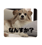 パピヨンのみろたん♂（個別スタンプ：10）