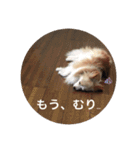 パピヨンのみろたん♂（個別スタンプ：11）