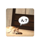 パピヨンのみろたん♂（個別スタンプ：12）