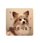 パピヨンのみろたん♂（個別スタンプ：15）