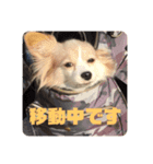 パピヨンのみろたん♂（個別スタンプ：16）