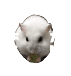 ハムのぽっちゃん（個別スタンプ：1）