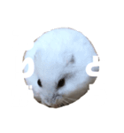 ハムのぽっちゃん（個別スタンプ：2）