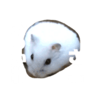 ハムのぽっちゃん（個別スタンプ：4）