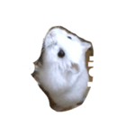 ハムのぽっちゃん（個別スタンプ：5）