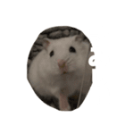 ハムのぽっちゃん（個別スタンプ：6）
