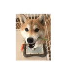 キキのライフスタイル（個別スタンプ：4）