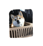 キキのライフスタイル（個別スタンプ：7）