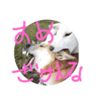 <ʓみちゃんのきゃわいいスタンプ押忍その1（個別スタンプ：30）