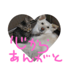 <ʓみちゃんのきゃわいいスタンプ押忍その1（個別スタンプ：37）