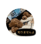 我が家のペット会話（個別スタンプ：1）