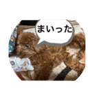我が家のペット会話（個別スタンプ：3）