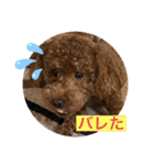 我が家のペット会話（個別スタンプ：13）