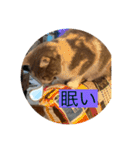 我が家のペット会話（個別スタンプ：17）
