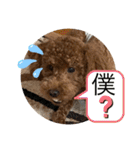 我が家のペット会話（個別スタンプ：19）