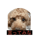 我が家のペット会話（個別スタンプ：20）