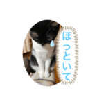 我が家のペット会話（個別スタンプ：25）