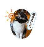我が家のペット会話（個別スタンプ：27）
