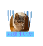我が家のペット会話（個別スタンプ：31）
