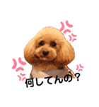 怒ったくーちゃんスタンプ(トイプードル)（個別スタンプ：1）