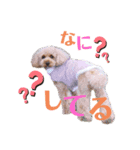 怒ったくーちゃんスタンプ(トイプードル)（個別スタンプ：6）