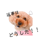 怒ったくーちゃんスタンプ(トイプードル)（個別スタンプ：8）