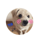 愛犬テンくんのスタンプ5（個別スタンプ：1）