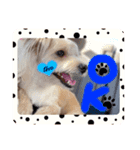 愛犬テンくんのスタンプ5（個別スタンプ：2）