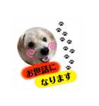 愛犬テンくんのスタンプ5（個別スタンプ：4）