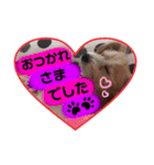 愛犬テンくんのスタンプ5（個別スタンプ：5）