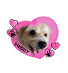 愛犬テンくんのスタンプ5（個別スタンプ：7）