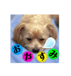 愛犬テンくんのスタンプ5（個別スタンプ：8）
