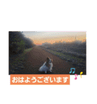 ぱぴぱぴパピヨン11（個別スタンプ：1）