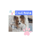 ぱぴぱぴパピヨン11（個別スタンプ：2）