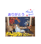 ぱぴぱぴパピヨン11（個別スタンプ：3）