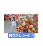 ぱぴぱぴパピヨン11（個別スタンプ：7）