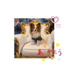 ぱぴぱぴパピヨン11（個別スタンプ：8）
