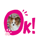 ぱぴぱぴパピヨン11（個別スタンプ：9）