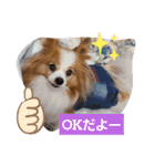 ぱぴぱぴパピヨン11（個別スタンプ：10）