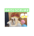 ぱぴぱぴパピヨン11（個別スタンプ：14）