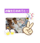ぱぴぱぴパピヨン11（個別スタンプ：15）
