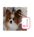 ぱぴぱぴパピヨン11（個別スタンプ：22）