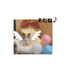 ぱぴぱぴパピヨン11（個別スタンプ：27）