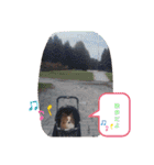 ぱぴぱぴパピヨン11（個別スタンプ：28）
